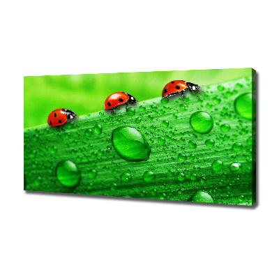 Canvas wall art Ladybugs on the grass