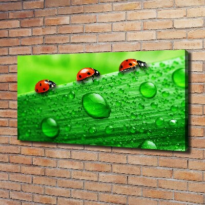 Canvas wall art Ladybugs on the grass