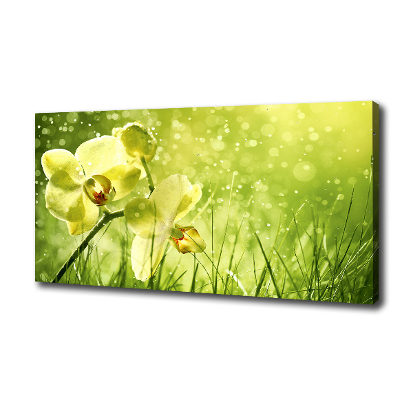 Canvas wall art Orchid