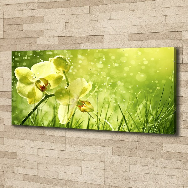 Canvas wall art Orchid