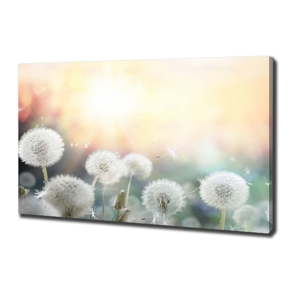 Canvas wall art Dandelis pole