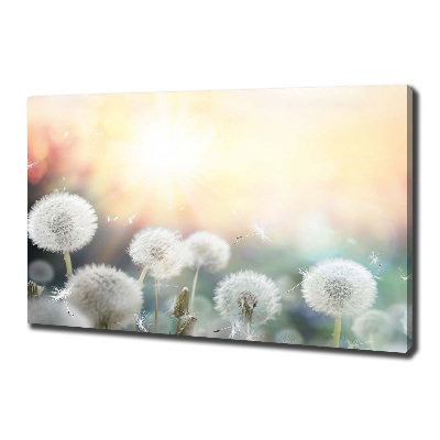 Canvas wall art Dandelis pole