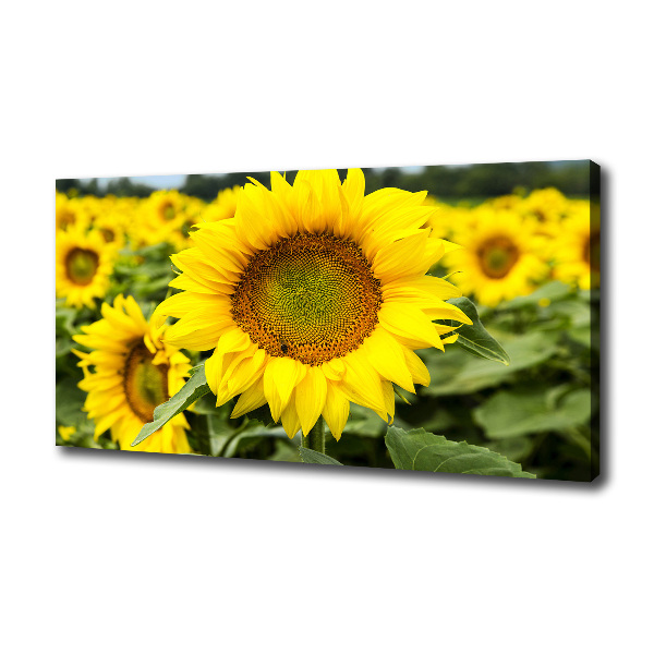 Canvas wall art Sunflower field