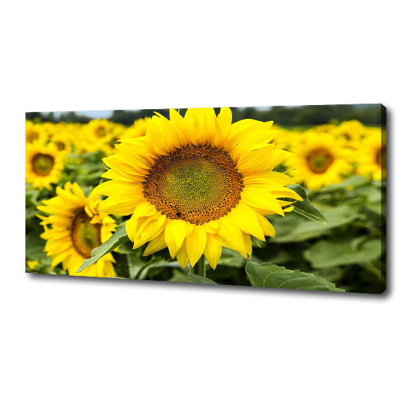 Canvas wall art Sunflower field