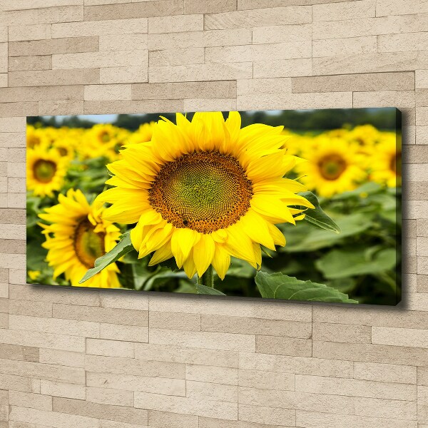 Canvas wall art Sunflower field