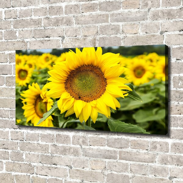 Canvas wall art Sunflower field