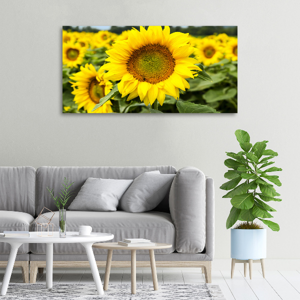 Canvas wall art Sunflower field