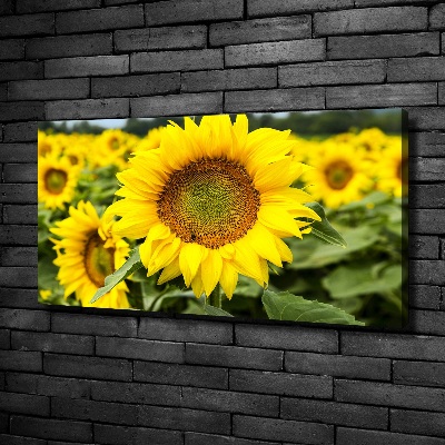 Canvas wall art Sunflower field