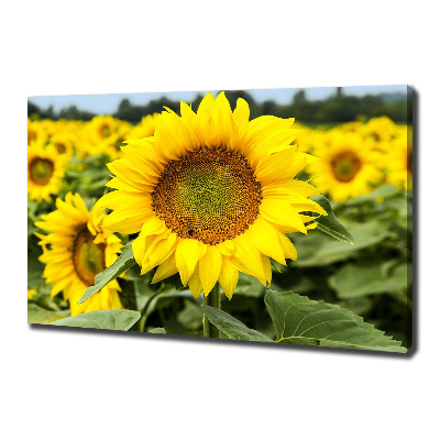 Canvas wall art Sunflower field