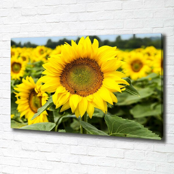 Canvas wall art Sunflower field