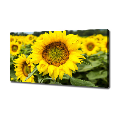 Canvas wall art Sunflower field