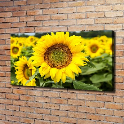 Canvas wall art Sunflower field