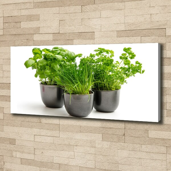 Canvas wall art Herbs in pots