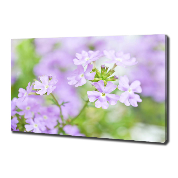 Canvas wall art Verbena