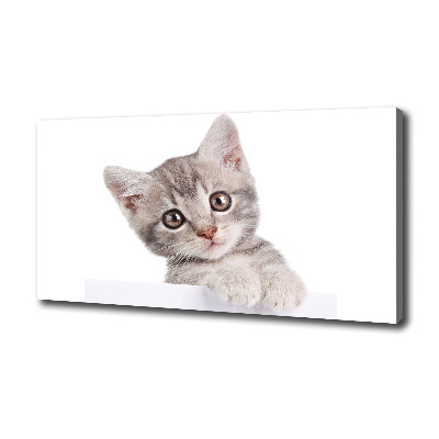 Canvas wall art Gray cat