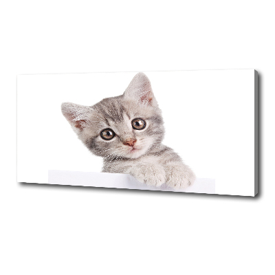 Canvas wall art Gray cat