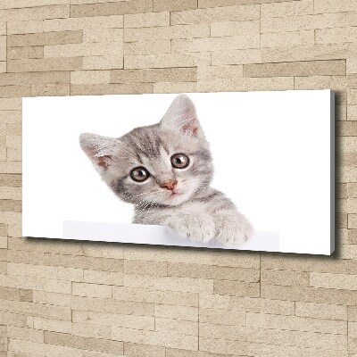 Canvas wall art Gray cat