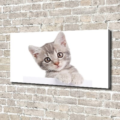 Canvas wall art Gray cat