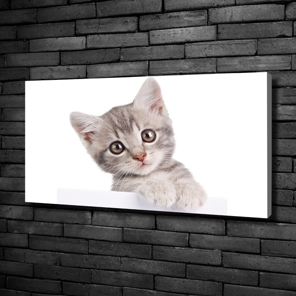 Canvas wall art Gray cat