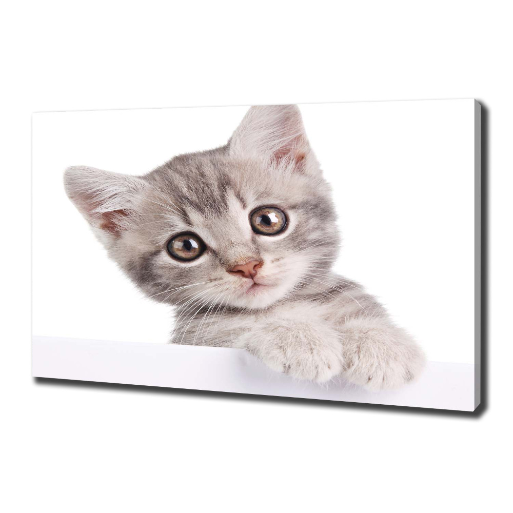 Canvas wall art Gray cat