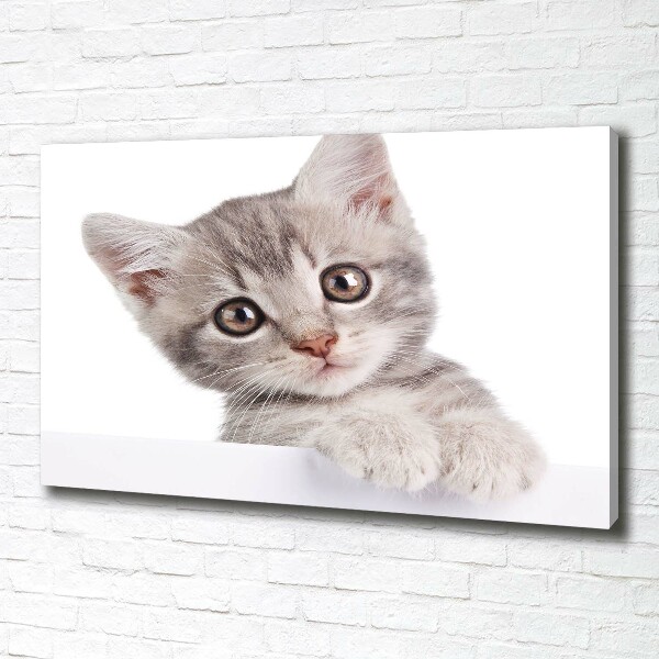 Canvas wall art Gray cat