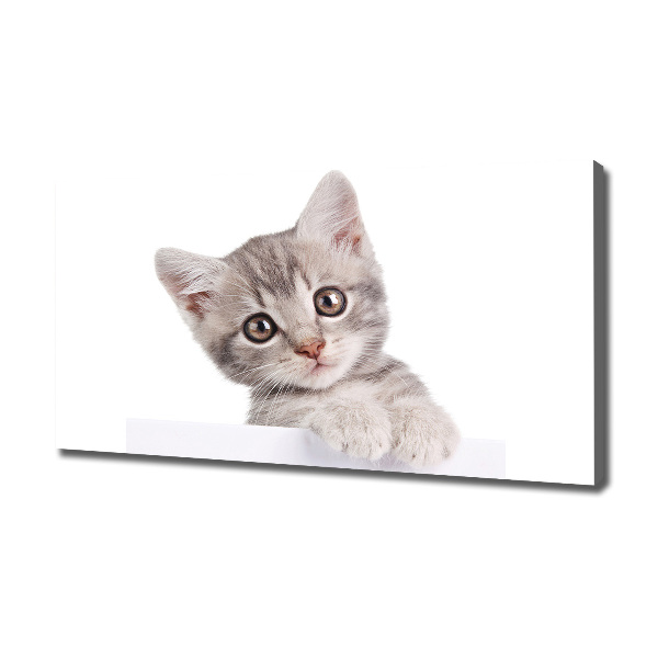 Canvas wall art Gray cat