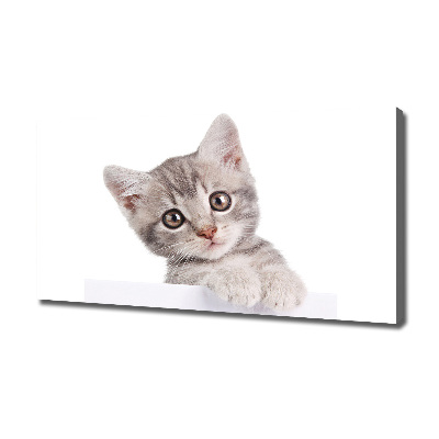 Canvas wall art Gray cat