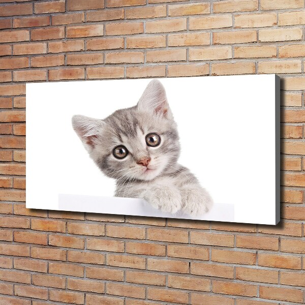 Canvas wall art Gray cat