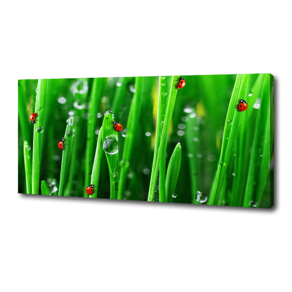 Canvas wall art Ladybugs on the grass