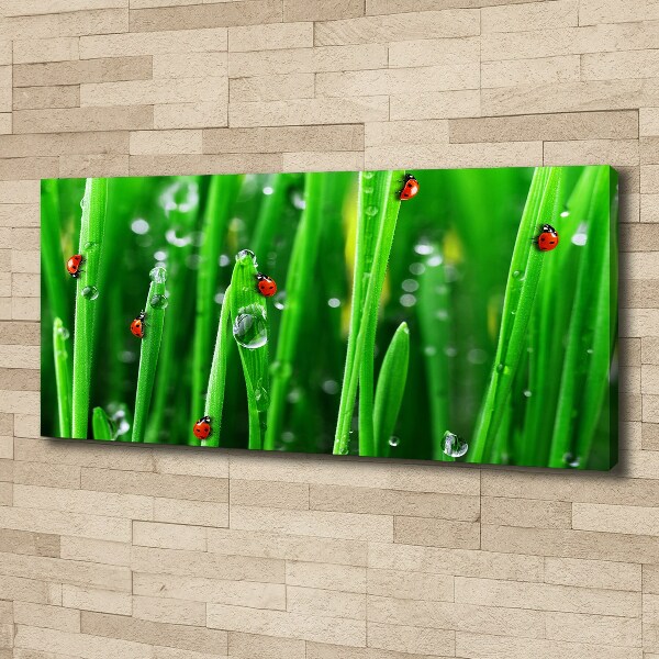 Canvas wall art Ladybugs on the grass