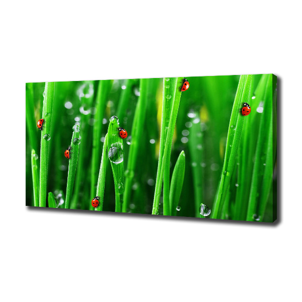 Canvas wall art Ladybugs on the grass