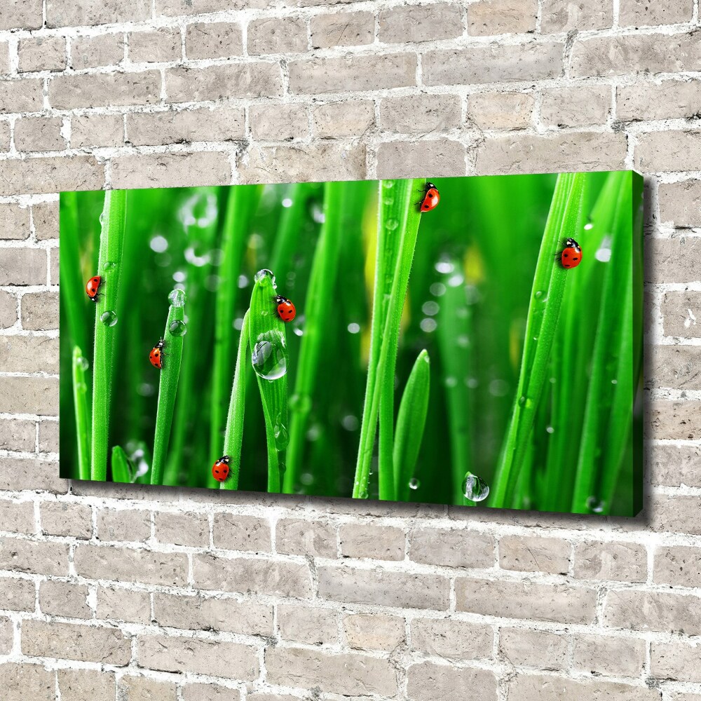 Canvas wall art Ladybugs on the grass