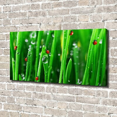 Canvas wall art Ladybugs on the grass