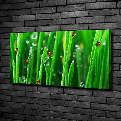 Canvas wall art Ladybugs on the grass