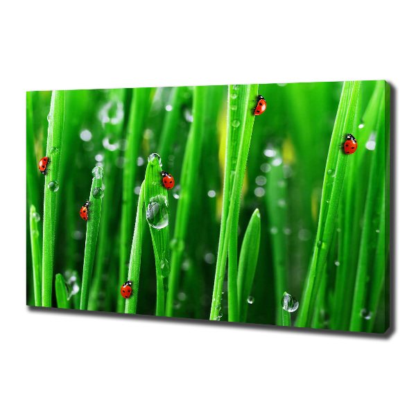 Canvas wall art Ladybugs on the grass