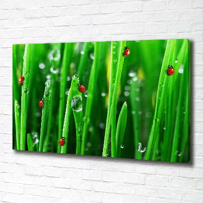 Canvas wall art Ladybugs on the grass