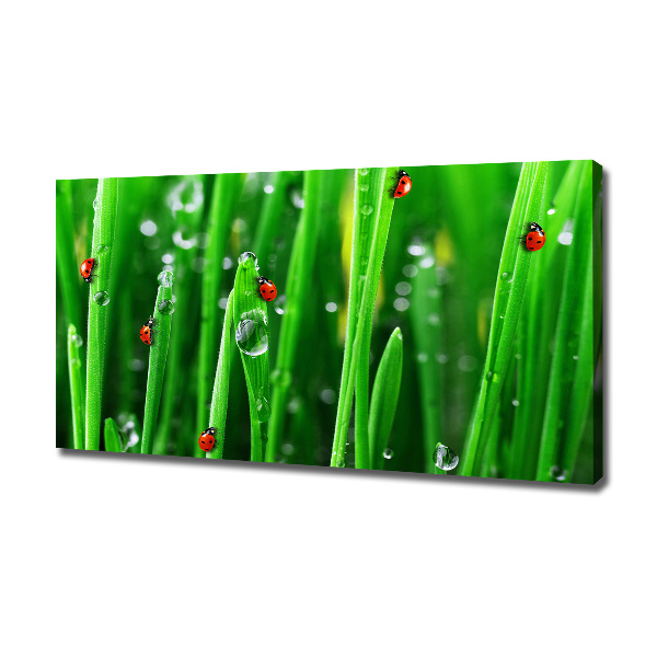 Canvas wall art Ladybugs on the grass