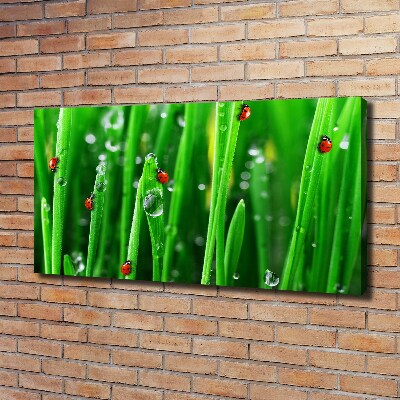 Canvas wall art Ladybugs on the grass