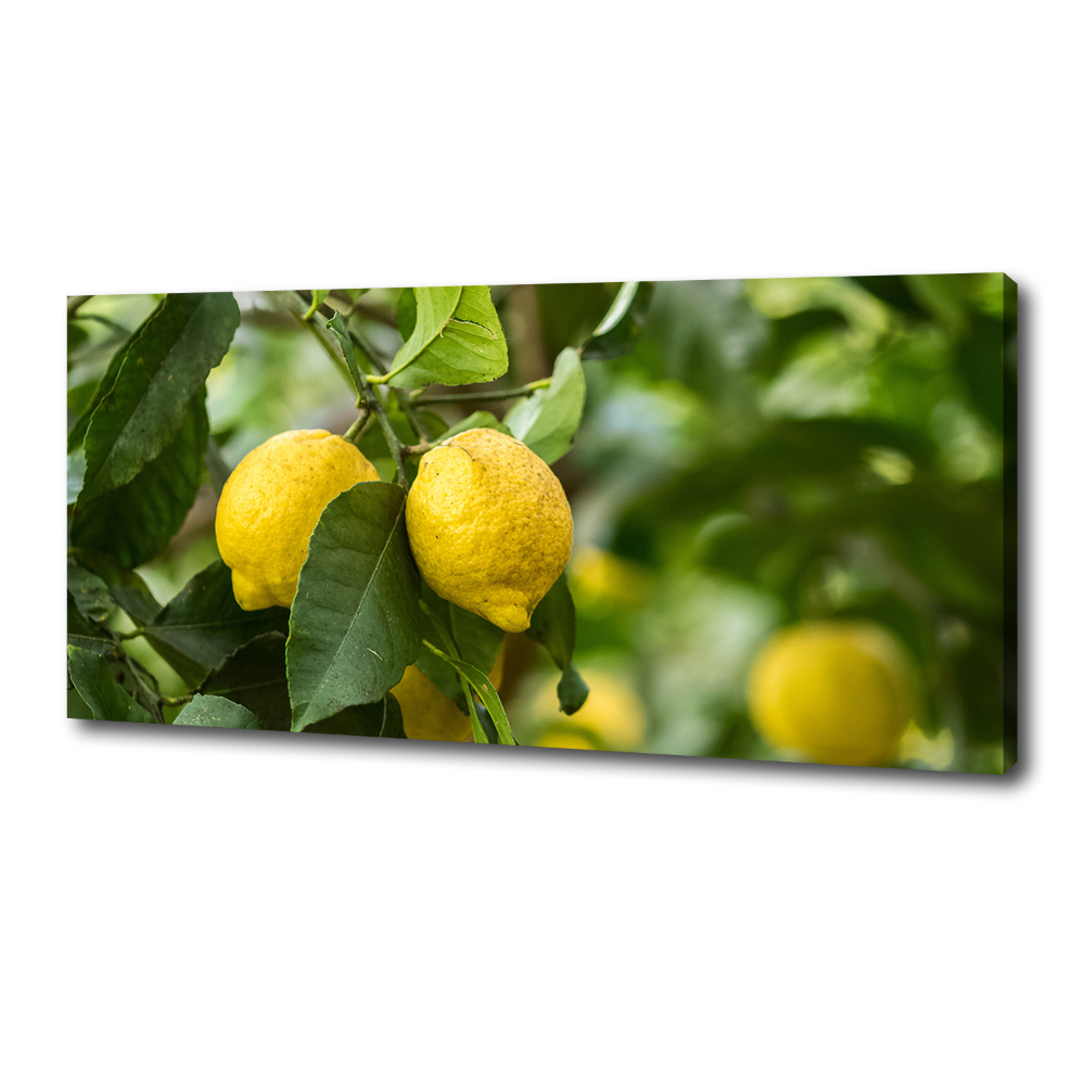 Canvas wall art Lemons on a tree