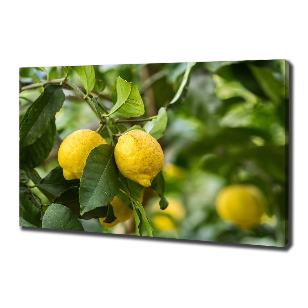 Canvas wall art Lemons on a tree