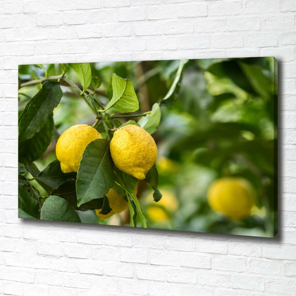 Canvas wall art Lemons on a tree