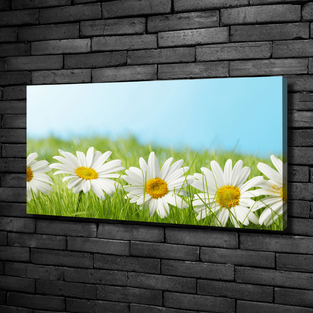 Canvas wall art Daisy