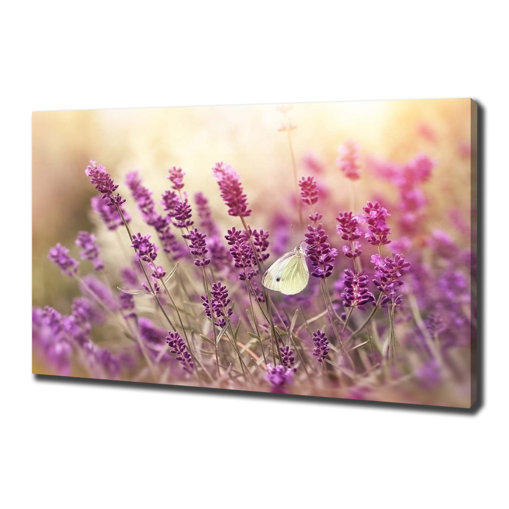 Canvas wall art Lavender