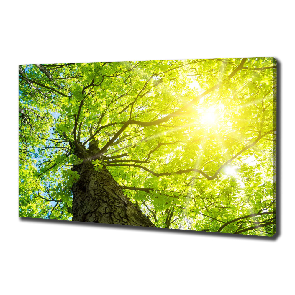 Canvas wall art Chestnut in spring