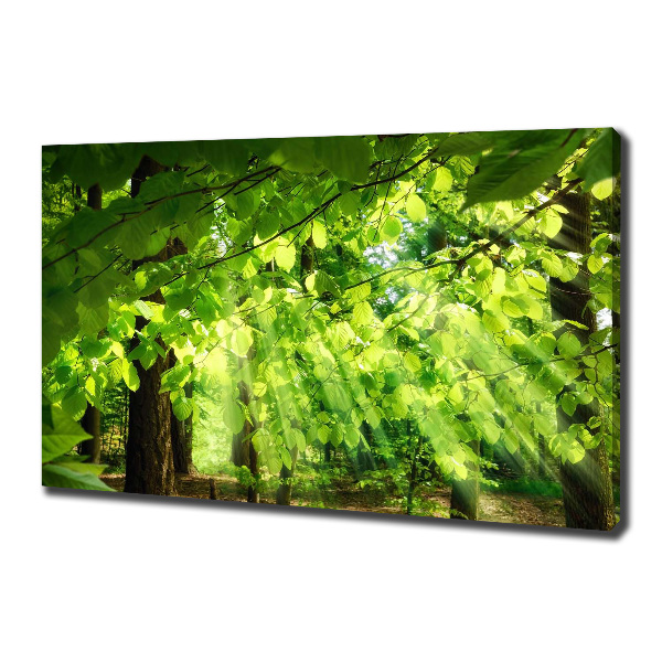 Canvas wall art Beech leaves