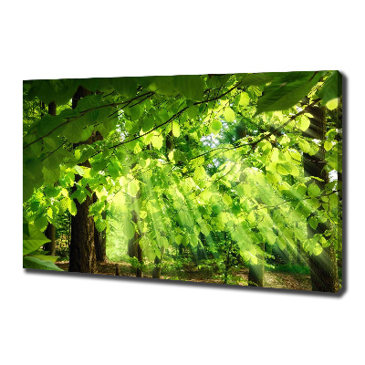 Canvas wall art Beech leaves