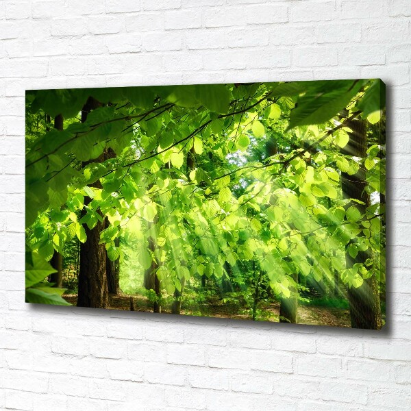 Canvas wall art Beech leaves