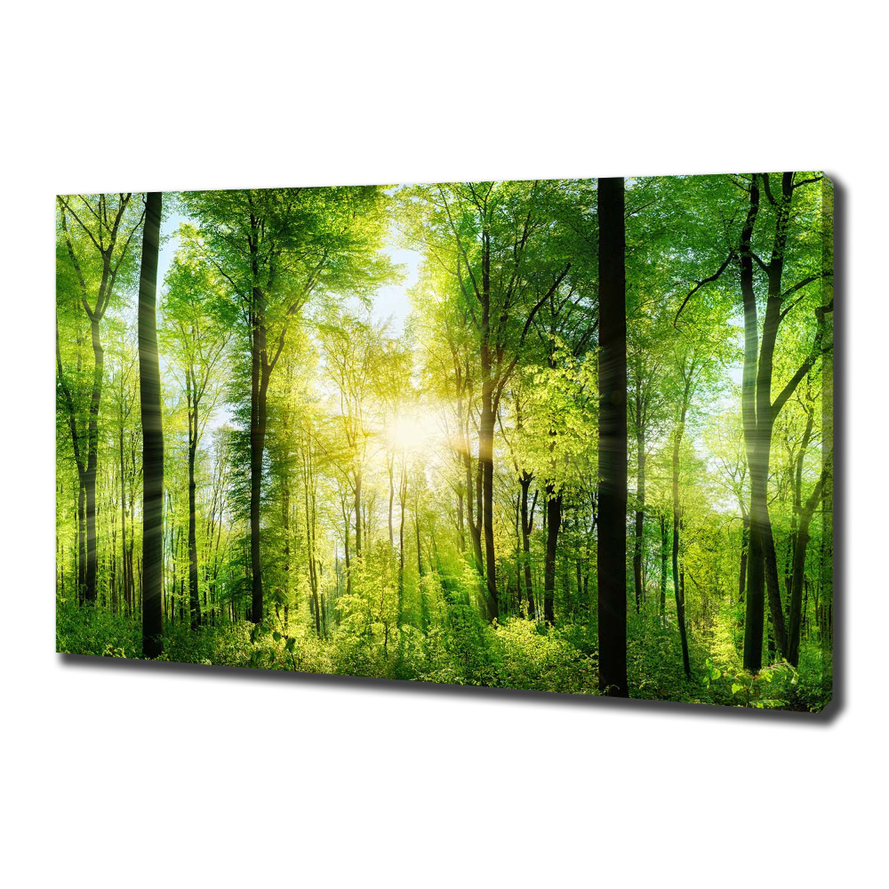 Canvas wall art Forest in the sun