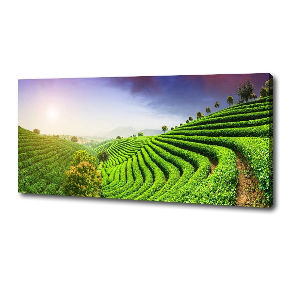 Canvas wall art Tea plantation