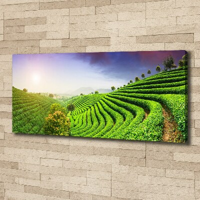 Canvas wall art Tea plantation